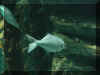 fish.jpg (54170 bytes)