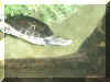 turtle.jpg (52809 bytes)