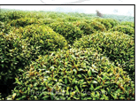 tea garden