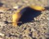 Banana Slug 