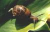 Snail