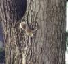 Squirrel - New York