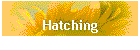 Hatching