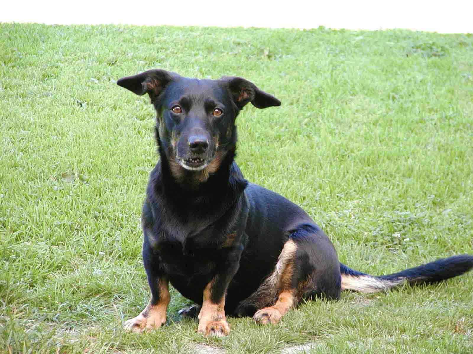 B�ttre kamrat finns inte!