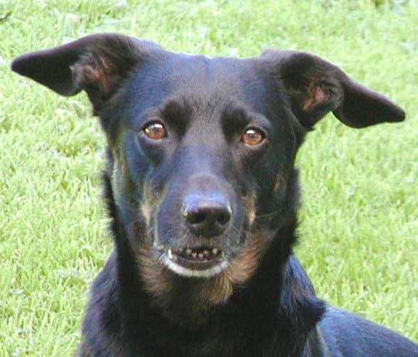 Tintin, Tintin och Milou