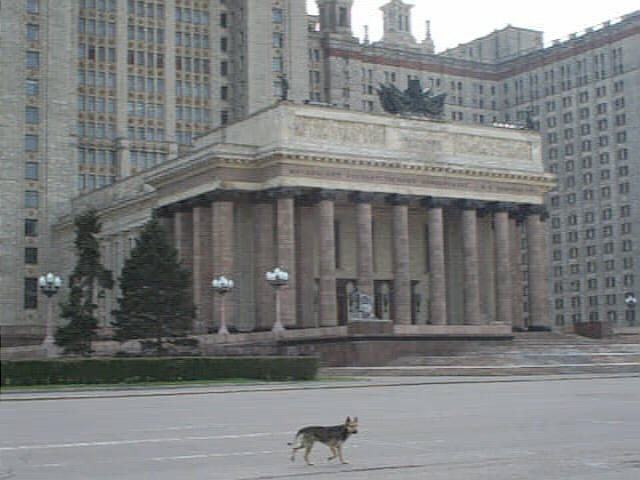Moscow State U. and Dog
