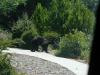 Black Bear