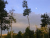 Telluride Moon and Trees