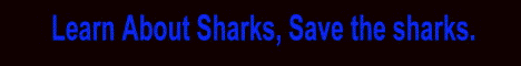 A site all about sharks!!! Info, Message Board, Mailing List, SharkyDance, PereziNet, Save The Sharks, & more!!!
