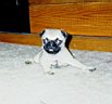 pug1.jpg