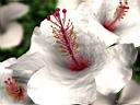 hibiscus3.jpg