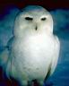 snowowl.jpg