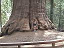 big_tree1.jpg