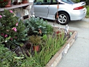 frontgarden1.jpg