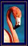 flamingo1.jpg