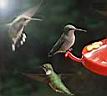 hummingbirds3.jpg