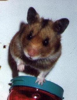 Hamster Vermie