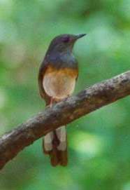 White-rumped Shama