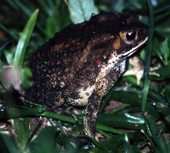 Common/asian Toad