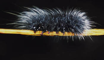 Caterpillar