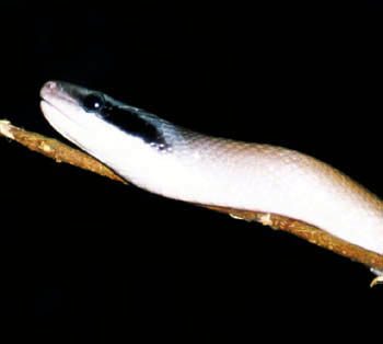Cave Dwelling Snake