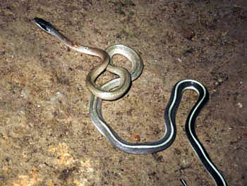 Cave Dwelling Snake