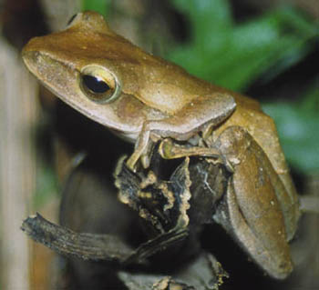 Common Tree Frog