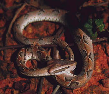Malayan Pit-Viper