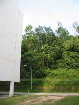 the side of our flat and the forest behind