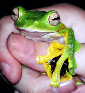 Wallace's Flying Frog