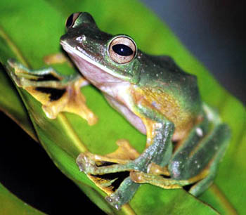 Wallace's Flying Frog