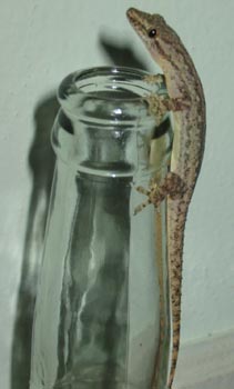 Gecko on a Beer Bottle