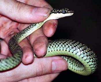 Golden Tree Snake