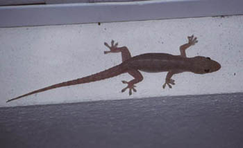 common house Gecko