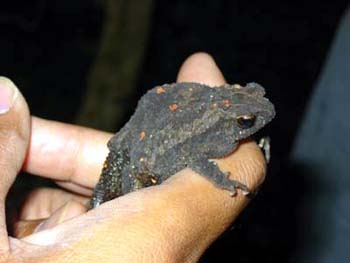 Dwarf Toad