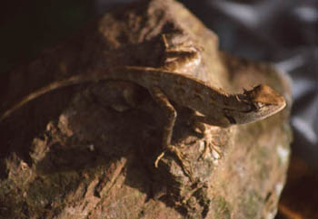 Forest Crested Lizard