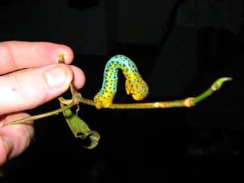 Colourful Caterpillar