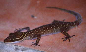 Oldham's Forest Gecko