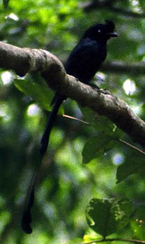 Greater Racket-tailed Drongo
