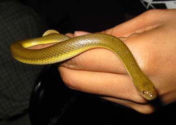 Olive Water Snake