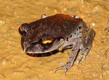 Leptobranchium smithii