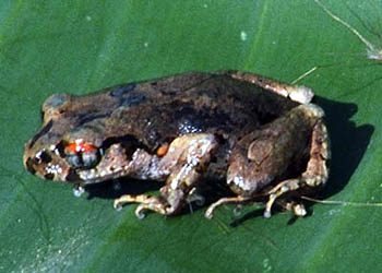 Mud Slender Frog