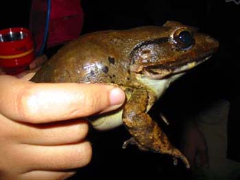 Blyth's Giant Frog