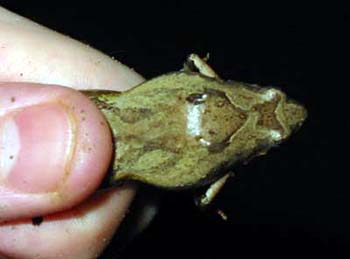 Berdmore's Narrow-mouthed Frog