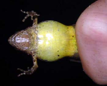 Underside of Berdmore's Narrow-mouthed Frog