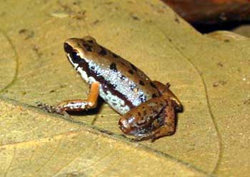 Brown Pigmy Frog