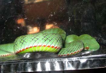 Pope's Pit-viper pattern