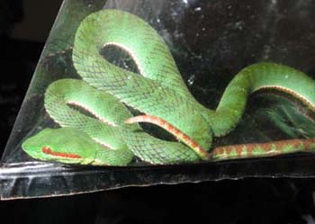 Pope's Pit-viper, side profile