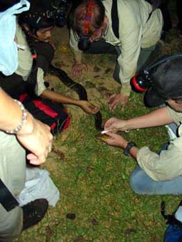 measuring the python