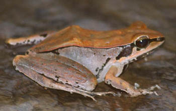 Dark-eared Frog